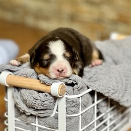 Boy 4 - Bernedoodle puppy in Santa Barbara, California from K+C Doodles