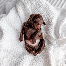 Bourbon - Chocolate male Goldendoodle puppy in Greencastle, Indiana from Willow & Co.