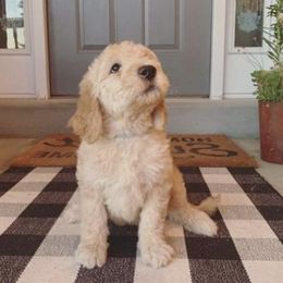 Ella - Goldendoodle