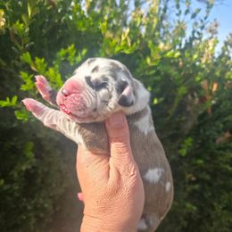 Lady Rose - Harlequin female Great Dane puppy in Granby, Missouri from HCR Great Danes