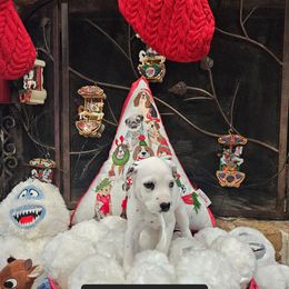 Snow White - White and black female Dalmatian puppy in Katy, Texas from Lone Star Dalmatians