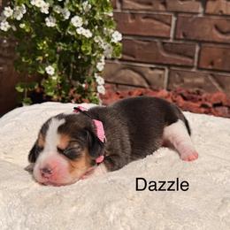 Dazzle - Black tan and white female Beagle puppy in Mansfield, Missouri from Rippee Creek Kennel