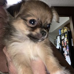 Gismo - Chocolate and white male Chihuahua puppy in Red Bluff, California from Aye Chihuahua
