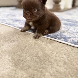 French Bulldog Puppies from Frenchie Envy Puppies