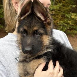 German Shepherd Puppies from Southern Lakes German Shepherds