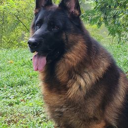 German Shepherds from Wasserrand