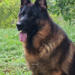 German Shepherds from Wasserrand