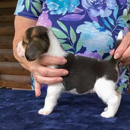 Percy Grace - Black tan and white female Beagle puppy in Jerome, Missouri from Beam's Beagles