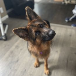 German Shepherds from Home Base Shepherd