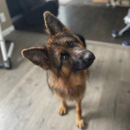 German Shepherds from Home Base Shepherd