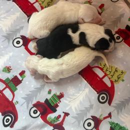 Patriot - White male Colorado Mountain Dog puppy in Colorado Springs, Colorado from Sharp Guardians and Goldens