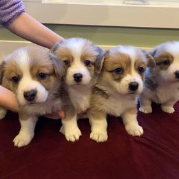 Pembroke Welsh Corgi Puppies from Esther's Pembroke Welsh Corgis