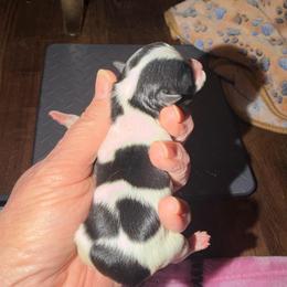 Bob - Black and white male Chihuahua puppy in Seneca, Missouri from Stephanie’s Puppy Colony
