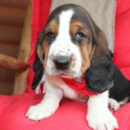 George - Black brown and white male Basset Hound puppy in Missouri from Clevenger Farms