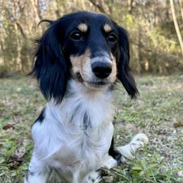 Junie - Dachshund