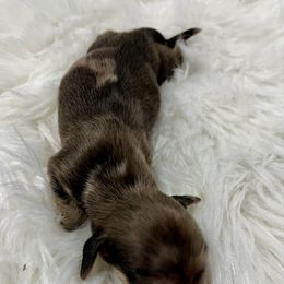 Dapple Boy 2 - Dapple male Dachshund puppy in Wayland, Iowa from CR Kennels