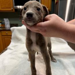 Asteroid - Blue brindle female Greyhound puppy in Florida from Running to Stand Still (RTSS)
