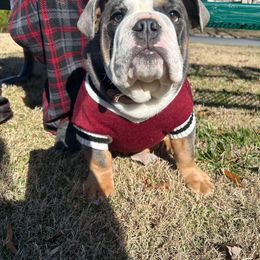 Bulldog Puppies from Reyes Bulldogs of North Georgia