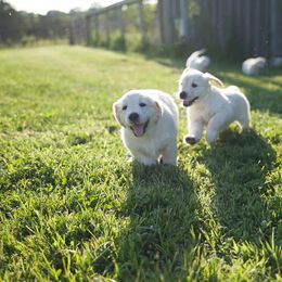 Golden Retriever Puppies from Darmorr Golden's