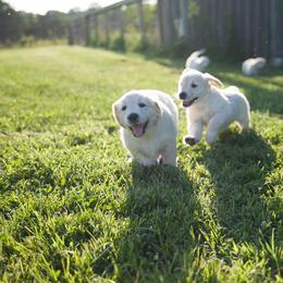 Golden Retriever Puppies from Darmorr Golden's