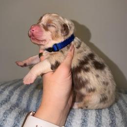 Chicken Nugget - Red merle male Australian Shepherd puppy in Anniston, Alabama from All Hale Aussies