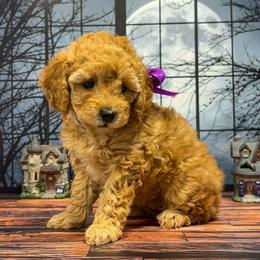 Twilight Sparkles (Purple Collar) - Red  female Goldendoodle puppy in Santa Clara, Utah from Desert Dawn Doodles