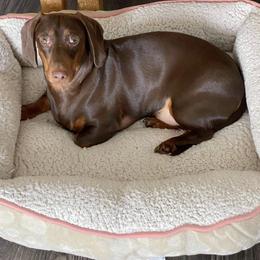 Legend - Dachshund