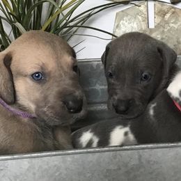 Great Danes from Our Sweet "Dane-Ishes"