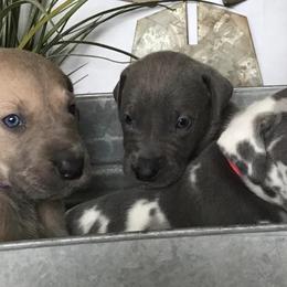 Great Danes from Our Sweet "Dane-Ishes"