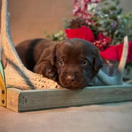 Flea - Chocolate male Labrador Retriever puppy in Isle, Minnesota from Dog Ear Outfitters