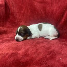 Coco - Chocolate and tan female Dachshund puppy in Richmond, Virginia from Paw Prints