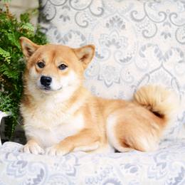 Hopps - Shiba Inu