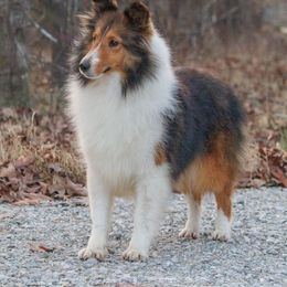 Cadence - Shetland Sheepdog
