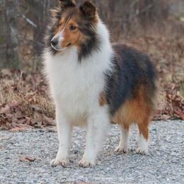 Cadence - Shetland Sheepdog