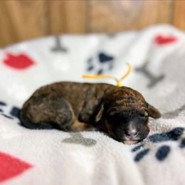 Yellow - Sable female Goldendoodle puppy in Pittsburg, Texas from Grace Springs Goldendoodles