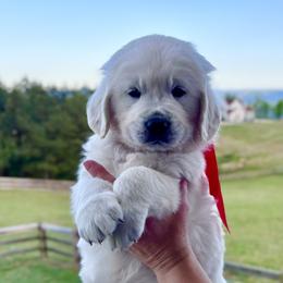 Mr. Red - Light golden male Golden Retriever puppy in Jasper, Tennessee from Suncoast Goldens