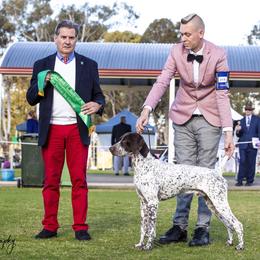 German Shorthaired Pointer All Grown Up from Windward German Shorthaired Pointers