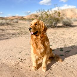 Happy - Golden Retriever