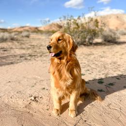 Happy - Golden Retriever