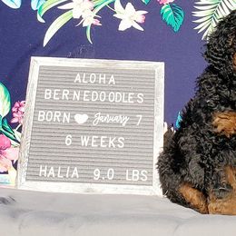 Bernedoodle Puppies from Aloha Bernedoodles of Austin