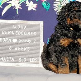 Bernedoodle Puppies from Aloha Bernedoodles of Austin