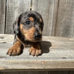 Dapple girl - Dapple female Dachshund puppy in South Willard, Utah from Doxies in the Sun
