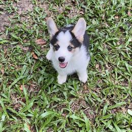 Pembroke Welsh Corgi Puppies from Newlands Insane Danes and Corgis