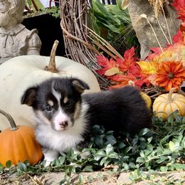 Pembroke Welsh Corgi Puppies from A&A’s Adorable Corgis