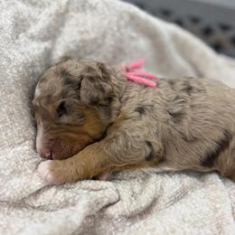 Poppy - Chocolate merle female Bernedoodle puppy in Hegins, Pennsylvania from Bubbling Springs Doodles, LLC