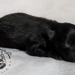 Raven - Black female Pomeranian puppy in Fultonville, New York from Sandy Aussies & Pomeranians