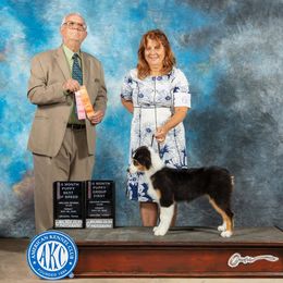 Australian Shepherd Puppies from Cu2 Aussies