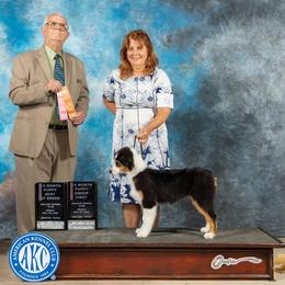 Australian Shepherd Puppies from Cu2 Aussies