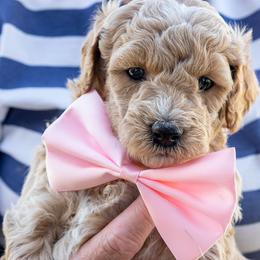 Sugar May - Apricot female Goldendoodle puppy in Roy, Utah from Doodles are Amazing