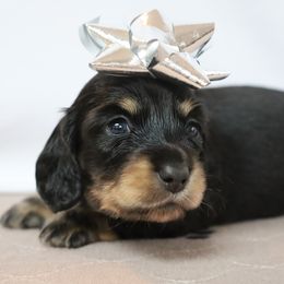 Little Girl - Dachshund puppy from Golden Creek Miniature Farm